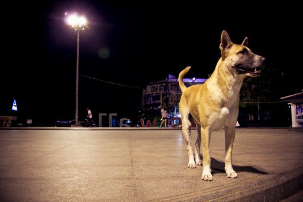 Giornata del cane