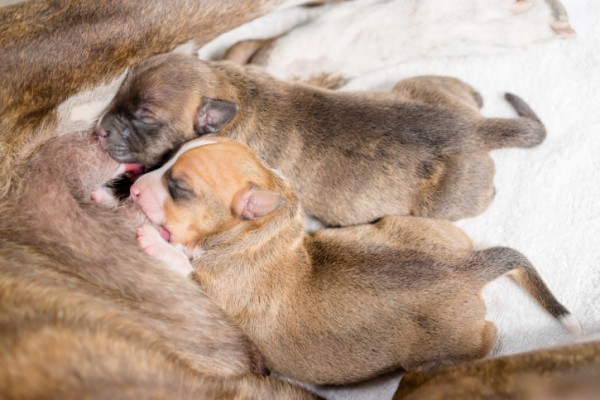 cuccioli latte mamma alimentazione