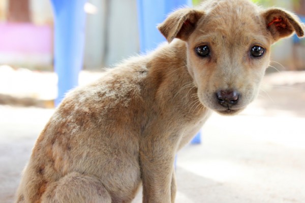 Cane intrappolato,randagismo 