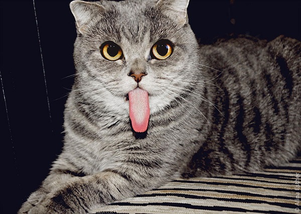 gatto linguaccia