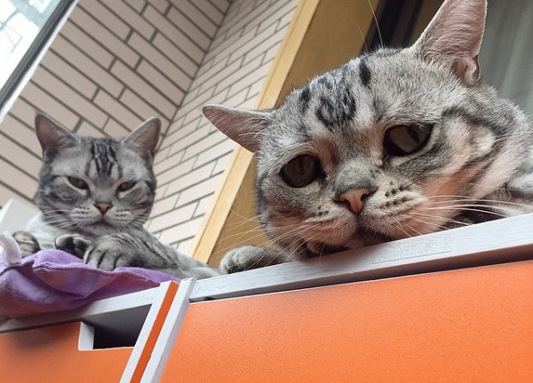 gatti finestra