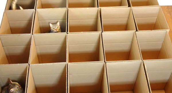 gatti salti scatole