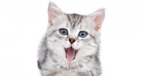 contagio toxoplasmosi gatto