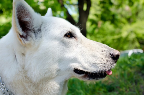 cani persi nei boschi