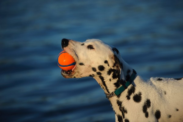 Dieci cose curiose cane