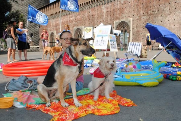 Spiaggia urbana per cani