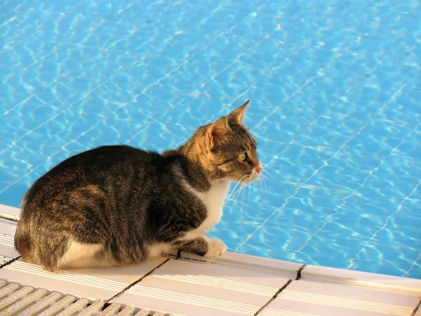 gatto bordo piscina