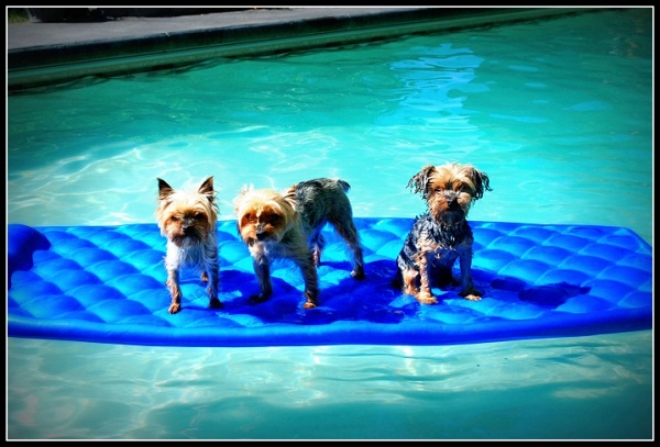 cani in piscina