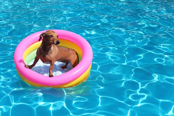 cane che si diverte piscina