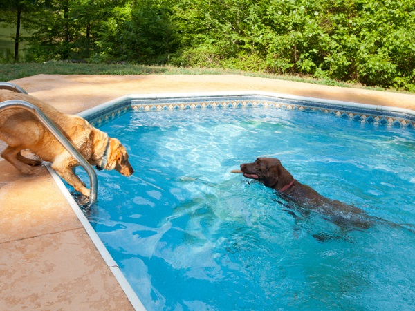 cani giocano in piscina