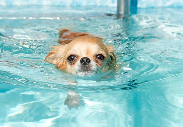 chihuahua che nuota