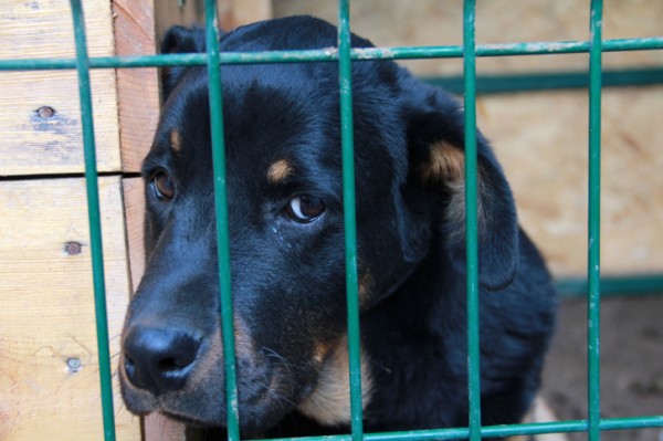 Cane trascurato