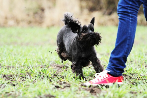 Cane abbandonato