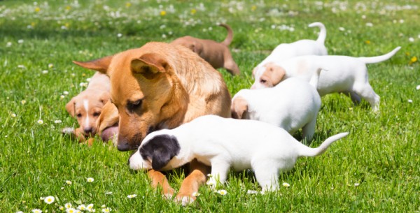 cane aggressivo dopo il parto