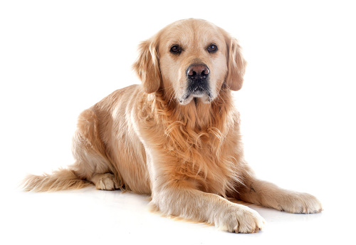 cane anziano cardiopatico cosa fare