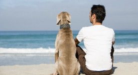 giornata del cane, cane padrone spiaggia, cane gelosia,