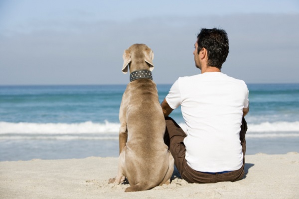 cane padrone spiaggia, cane gelosia, 