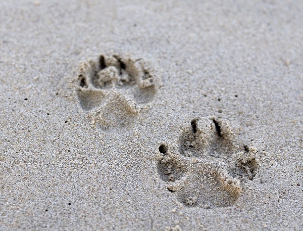 cane zampe spiaggia