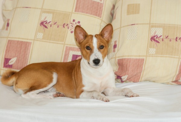 basenji