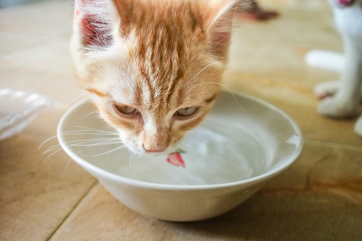 gatto scava ciotola acqua