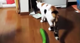 gatto spaventato cetriolo