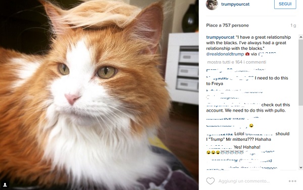 gatto capelli donald trump