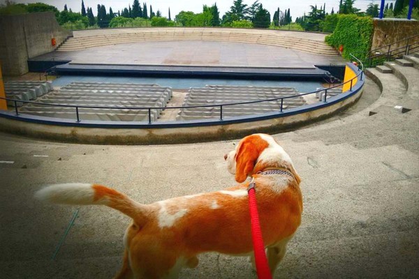 Vittoriale a quattro zampe