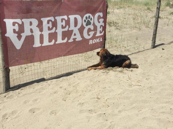 Free dog village spiaggia cani Roma