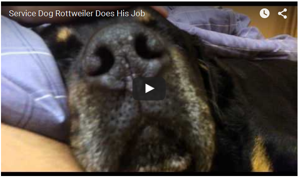 duro lavoro rottweiler