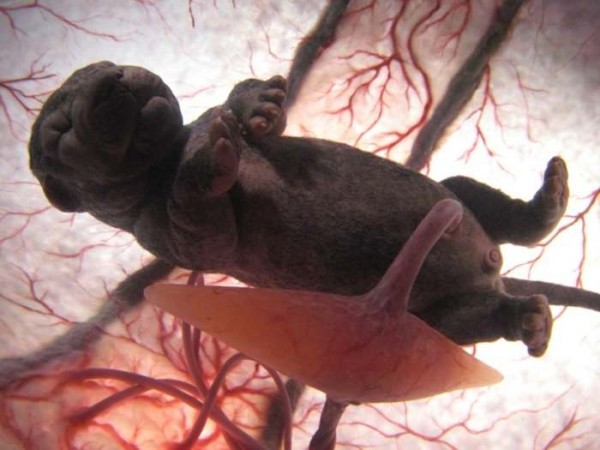 Straordinaria vita prenatale cuccioli cane