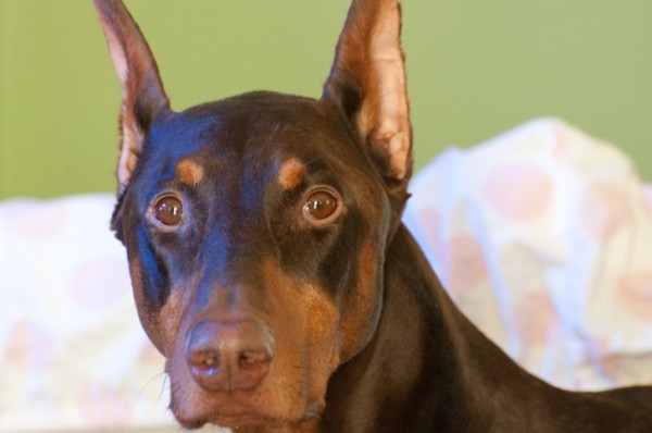 Credenze su doberman