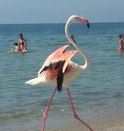 Fenicottero in spiaggia