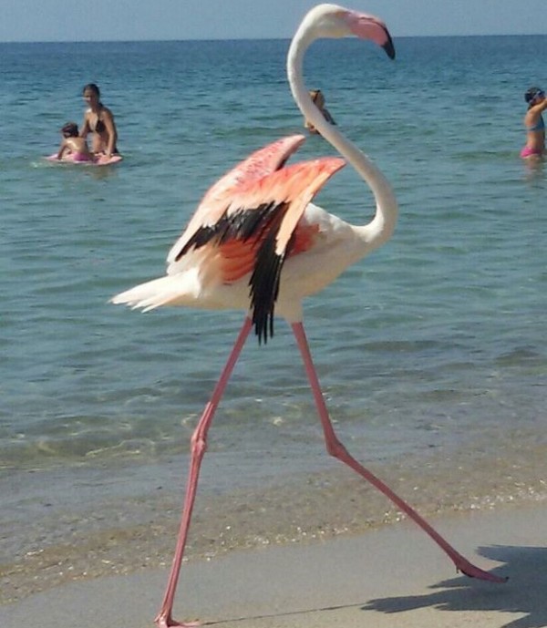 Fenicottero rosa in spiaggia