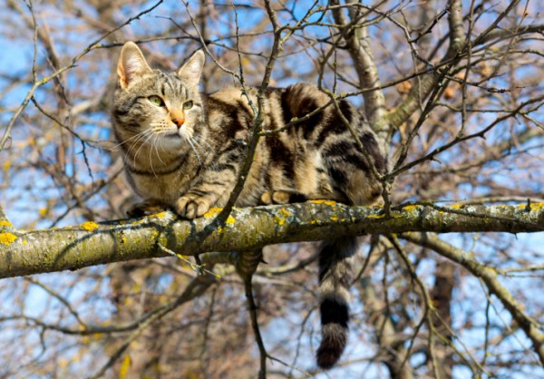 Perché gatti piace stare in alto