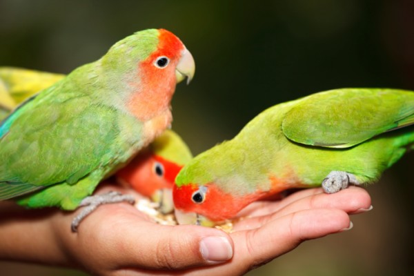 Come scegliere pet sitter per il proprio uccello