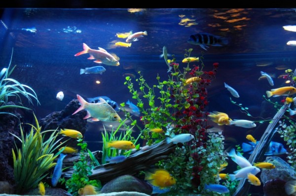 Acquario diminuisce stress