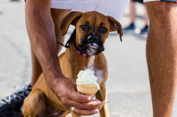 gelato per cani