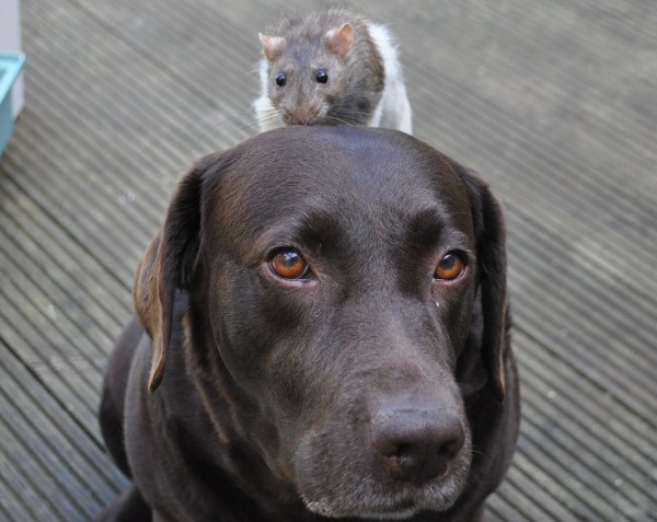 cane e topo