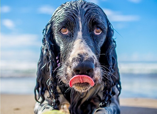 cane in spiaggia