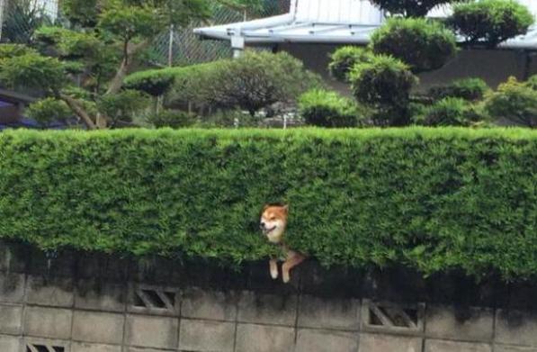 Shiba Inu