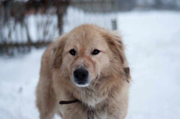 cane ha paura tutto