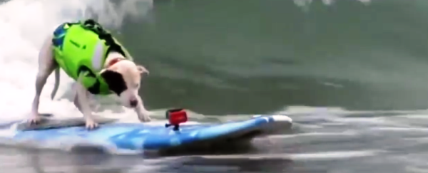 cane surfista
