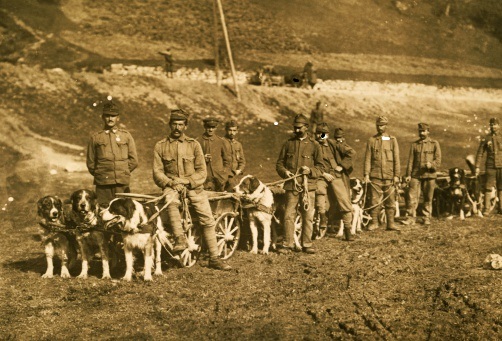 Cani soldato I guerra mondiale
