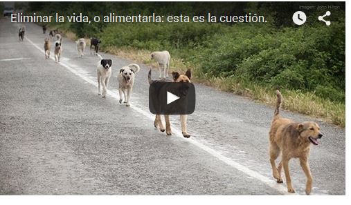 aiutare cani randagi ambiente civiltà video