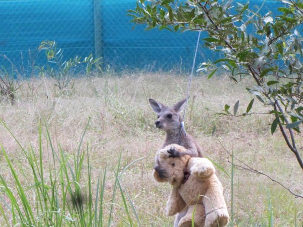 ogni cucciolo peluche canguro orsetto