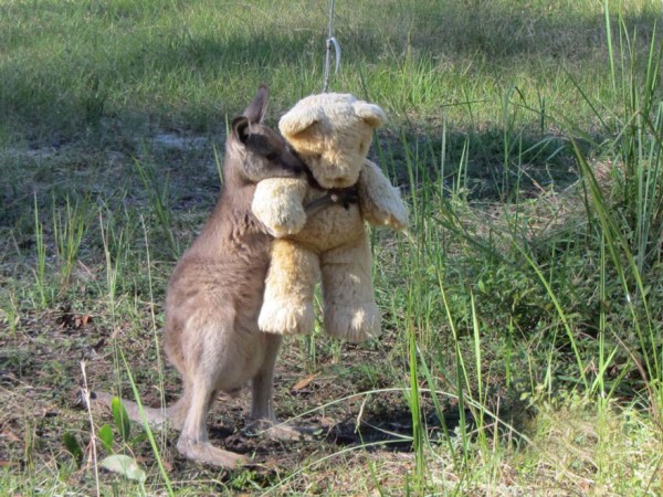 cicciolo peluche canguro orsetto