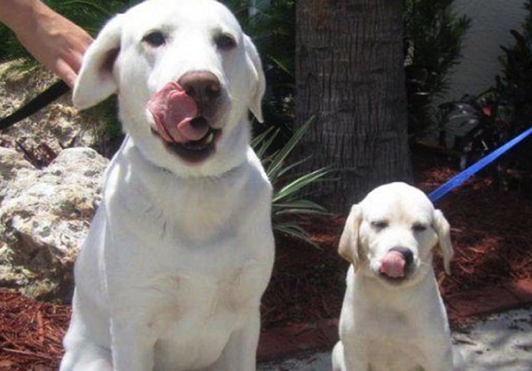 labrador padre figlio