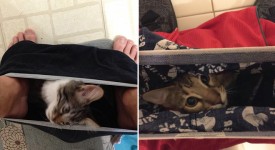 animali che non conoscono privacy in bagno