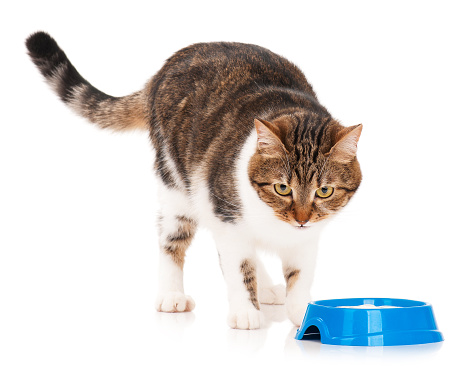 gatto, cibo, gatto problemi alimentazione che fare