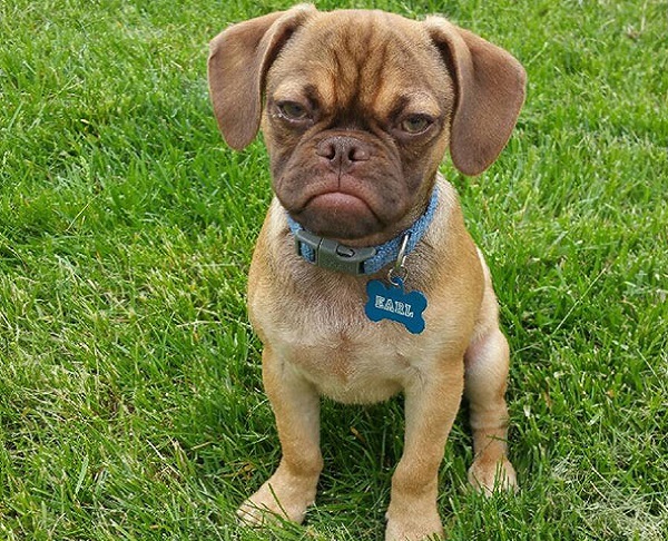 grumpy-dog-earl-